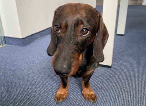 Eddi, unser Bürohund
